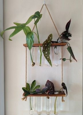 202407 Pflanzenvermehrungsanlage für OEM-Hydroponik-Vasenanlagen