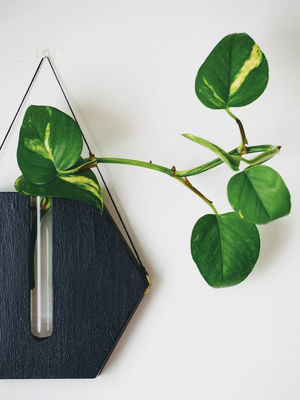 Vermehrungsstation Moderne Mini-Holzbox Wandpflanzer für Veranda und Wanddekoration Töpfe