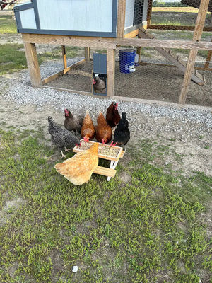 Pet Feeder Mini-Picknick-Tisch Hühner-Fütterung für kleine Tiere KEINE LCD-Display