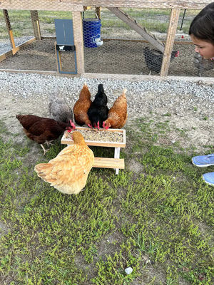 Pet Feeder Mini-Picknick-Tisch Hühner-Fütterung für kleine Tiere KEINE LCD-Display
