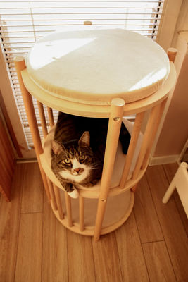 Funktion Platz sparen Massivholz Kätzchennest 2 Stufe Katzenmöbel Baum Katzenhaus Höhlenbett