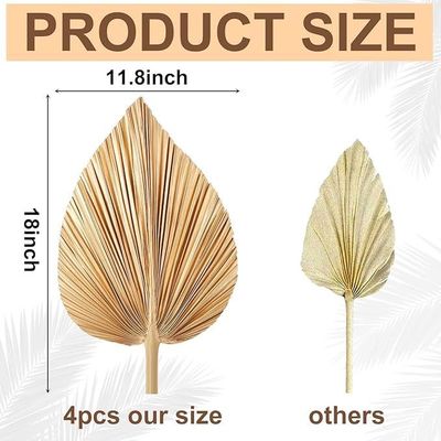 Vitalucks Logo Umweltschonend Kompostierbar Hand 4 Stück großes Naturgold Trockene Palmenblätter