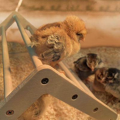 Graue Chick Perch Starke Holz-Dschungel Gym Roosting Bar Hühner-Spielzeug für Coop und Brooder