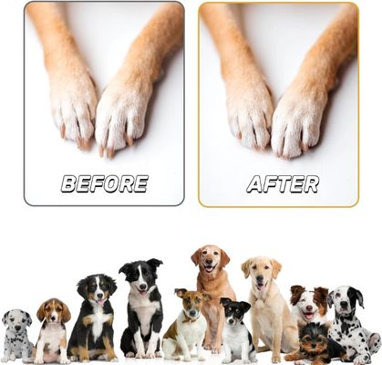 Holz Hunde Nagelpflege Kratzer mit Snackbox kostenlos